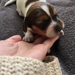 Dachshund Puppies from The Teacup Homestead Miniature Dachshunds