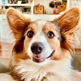 Maggie - Pembroke Welsh Corgi