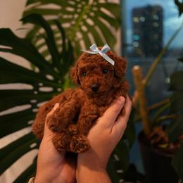 Poodle Puppies from aura vasquez