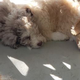 Aussiedoodle Puppies from Double-Doodle