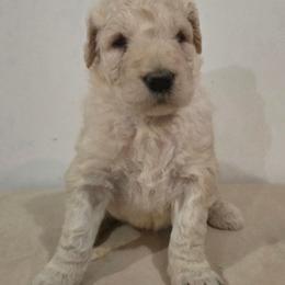 Brown Boy - White male Komondor puppy in Auburn, Kentucky from Christmas Komondors
