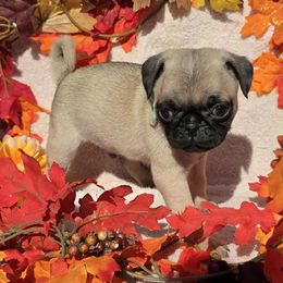 Fawn Boy - Fawn male Pug puppy in Tulsa, Oklahoma from Locust Creek Pugs