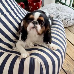 Bri - English Toy Spaniel