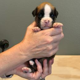 Milo - Fawn male Boxer puppy in Medical Lake, Washington from Box and Bully Estates: Boxers and Old English Bulldogs