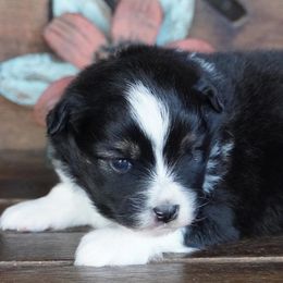Girl 1 - female Miniature Australian Shepherd puppy in Lawton, Oklahoma from Lindsey’s Aussies