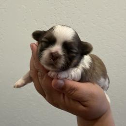 Daisy - Liver and white female Shih Tzu puppy in Bakersfield, California from Little pumpkin Shih Tzu’s