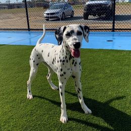 Dalmatian Puppies from Happy Trails' Dalmatians