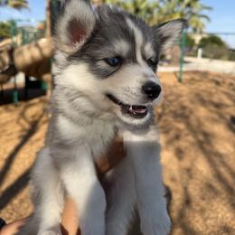 Biscuit - Gray and white female Siberian Husky puppy in Perris, California from Orange Family Huskies