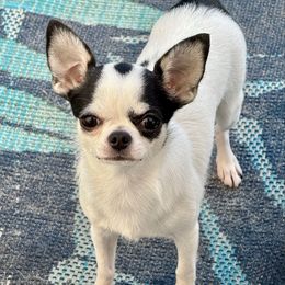 Jade - Chihuahua