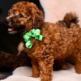 Romeo - Sable male Goldendoodle puppy in Forney, Texas from Diamond Doodle Pups and Poodles