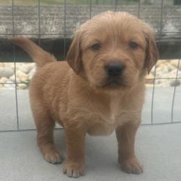 Baby Blue Girl - Golden female Golden Retriever puppy in Rockwell, North Carolina from KnL Golden Acres