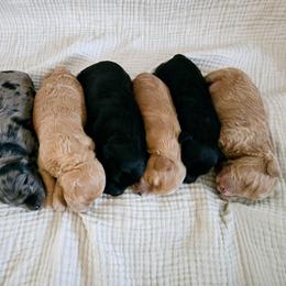 Goldendoodle puppies from Stony Meadow Puppies