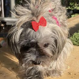 Yorkshire Terriers from Nizzle Kinnels