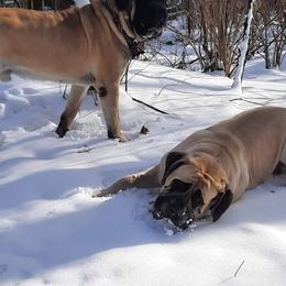 Mastiffs from Silver Mountain Mastiffs