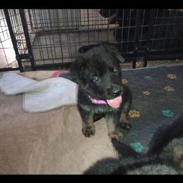 Purple collar girl - Bi-color female German Shepherd puppy in Centralia, Illinois from Janices AKC German Sheperds LLC
