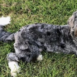 Assorted Doodle Crosses, Australian Labradoodles, Bernedoodles, and Sheepadoodles from Lookingglass Doodles