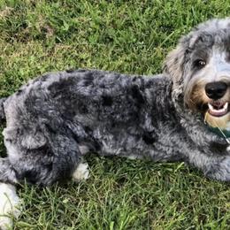 Assorted Doodle Crosses, Australian Labradoodles, Bernedoodles, and Sheepadoodles from Lookingglass Doodles