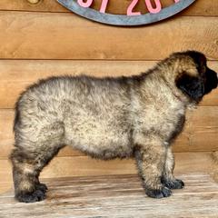 Atlas - Reddish brown male Leonberger puppy in Clarksville, Tennessee from Easter Acres