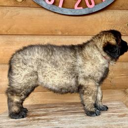 Atlas - Reddish brown male Leonberger puppy in Clarksville, Tennessee from Easter Acres