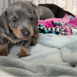Peanut - Blue and cream male Dachshund puppy in San Diego, California from Dachshunters