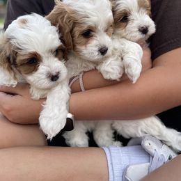Cavapoo Puppies from Ellas.Pups