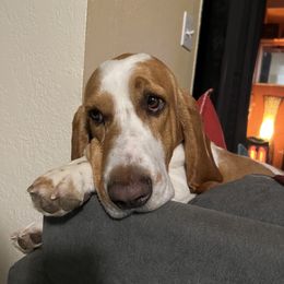 Rocky - Basset Hound