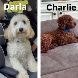 Goldendoodle puppies from Sweet Doodles of Alabama
