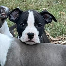 Salem - Black female American Staffordshire Terrier puppy in Monroe, Georgia from Irresistibull Staffords
