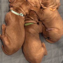 Blue - Golden rust male Vizsla puppy in Mc Kinney, Texas from Clíodhna Kennel