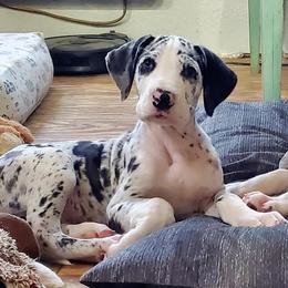 Great Dane Puppies from Windy Ridge Danes