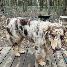 Kevin - Australian Shepherd