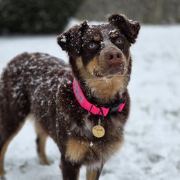 Ryah - Australian Shepherd