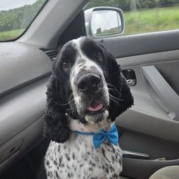 Winston - English Springer Spaniel
