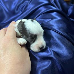 Spot - Parti male Miniature Schnauzer puppy in Norman, Oklahoma from Priscilla's Miniature Schnauzers