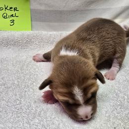 P girl 3 - Red and white female Basenji puppy in Caldwell, Texas from Candyce Witte