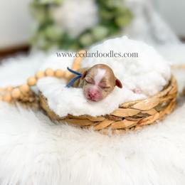 Blue male - Red  male Goldendoodle puppy in Cedar City, Utah from Cedar Doodles- Home of the Teddybear Goldendoodle