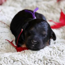 Ebony (purple collar) - Black and tan female Schnoodle puppy in Mouth Of Wilson, Virginia from HoneyBunn Doodle Co.