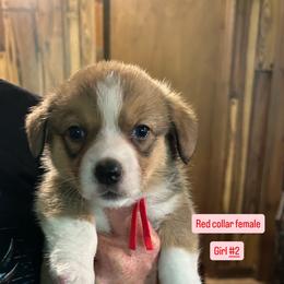 Girl 2 - Sable female Pembroke Welsh Corgi puppy in Greenwood, South Carolina from JOY Farms