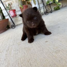 Willie - Chocolate male Pomeranian puppy in Texas from D&C Pomeranians