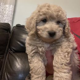Goldendoodle Puppies from Doodle Paradise