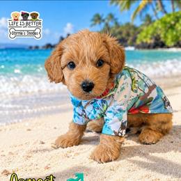 Robb - Apricot male Goldendoodle puppy in Rockledge, Florida from Bellady's Shihpoos