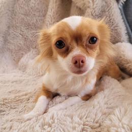 Banana - Gold and white female Chihuahua puppy in Space Coast, Florida from ChibiChi