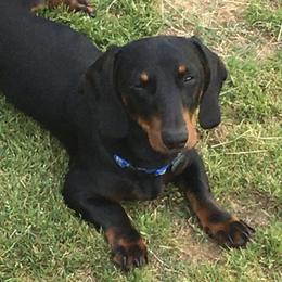 Finn - Dachshund