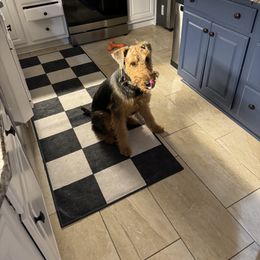 Airedale Terrier Puppies from Cool Hand Luke Kennels