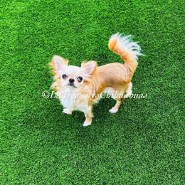 Alice - Cream and white female Chihuahua puppy in Anderson, South Carolina from Lil Treasures Chihuahuas