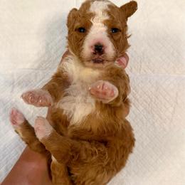 Red and White Bicolor female - Red female Bernedoodle puppy in Brooksville, Florida from Kruger Doodles