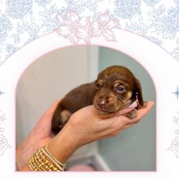 Coco - Chocolate and tan female Dachshund puppy in Laurel, Mississippi from Kissinger Dachshunds