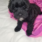 Girl 3 - Black Whoodle puppy in O'neill, Nebraska from Willowdale Doodles