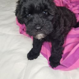 Girl 3 - Black Whoodle puppy in O'neill, Nebraska from Willowdale Doodles