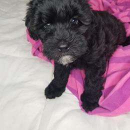 Girl 3 - Black Whoodle puppy in O'neill, Nebraska from Willowdale Doodles